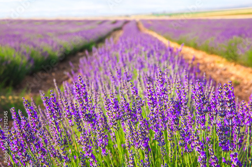 Lavender Field. Beautiful violet lavender flowers in the lavender garden.