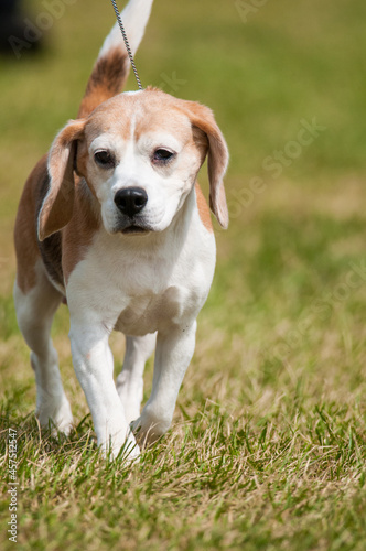 Beagle in the grass at a dog show