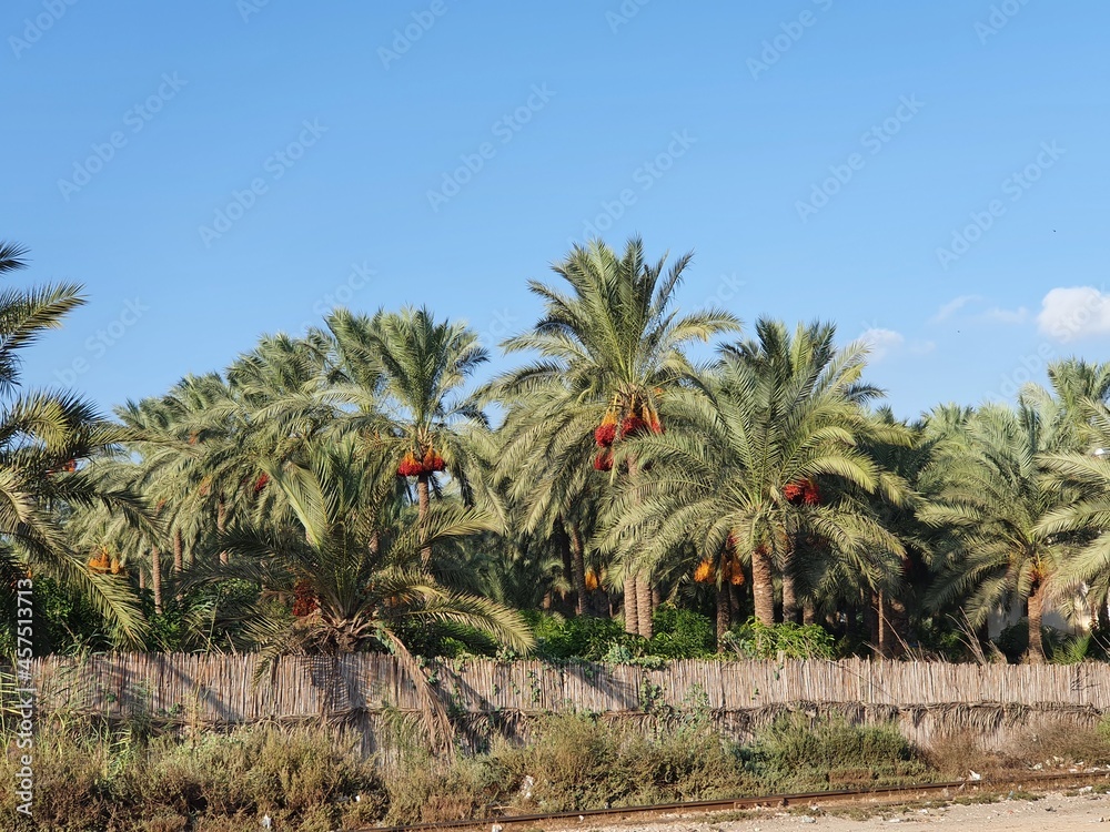 Date palm, Phoenix dactylifera, with many sweet fruits and a background of blue sky Date palm, Phoenix dactylifera, with many sweet fruits and a background of blue sky