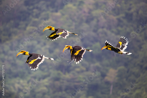 Group of Great Hornbills flying in the jungle. 