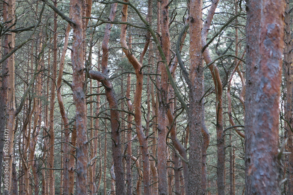Obraz premium Scary pine forest
