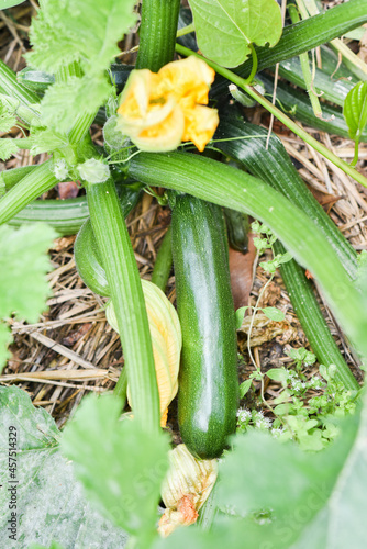 Zucchini growing in a natural garden. Selective focus.