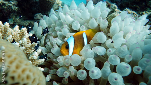 Clown fish amphiprion  Amphiprioninae . Red sea clown fish.