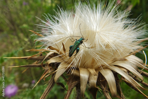Male of false oil beetle, thick-legged flower beetle or swollen-thighed beetle (Oedemera nobilis) in a flower showing its poweful legs