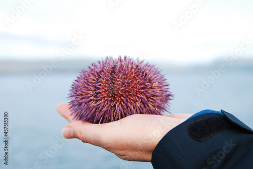 Violet sea urchin on palm of the hand with the sea and sky in the background. Lateral view