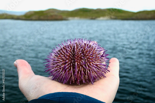 Violet sea urchin on palm of the hand with the sea and an island in the background. Front view