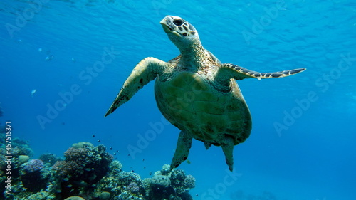 Sea turtles . Great Reef Turtle .Bissa. photo