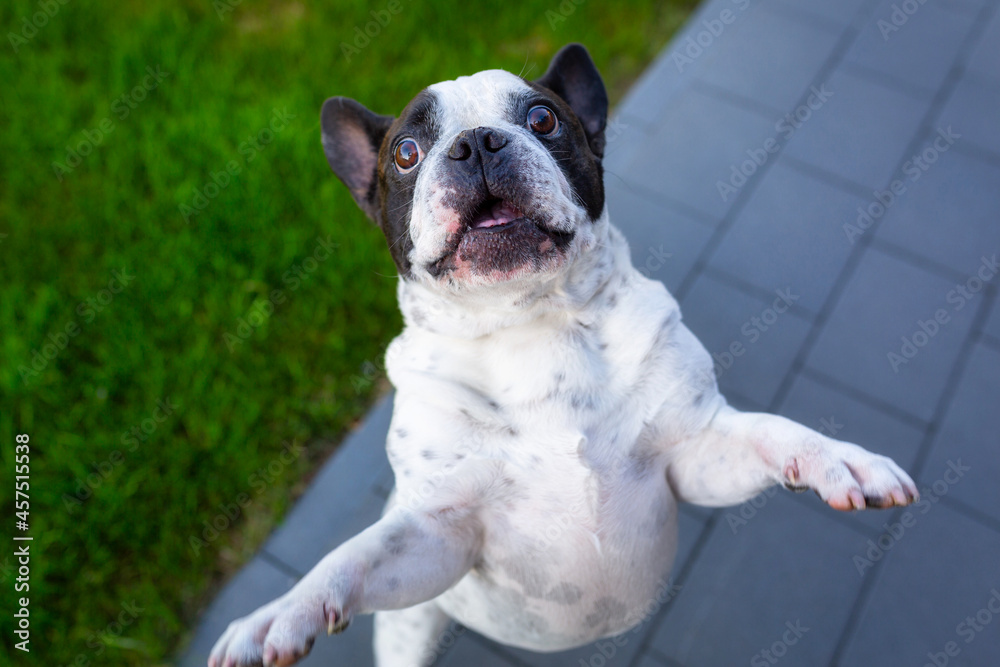 French Bulldog asking for a prize on two legs