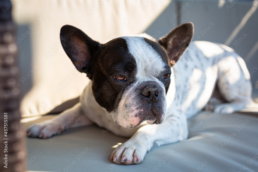 French bulldog lying on a garden sofa French bulldog lying on a garden sofa