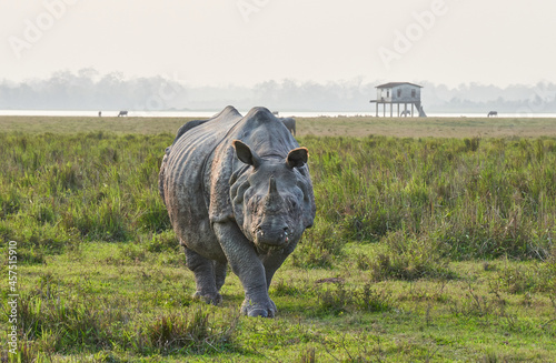 One Horned Rhino in Kaziranga National Park, India