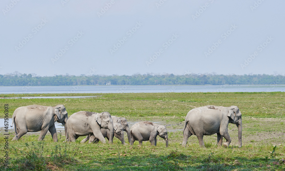 Elephant herd in Kaziranga National Park, Assam, India Elephant herd in Kaziranga National Park, Assam, India