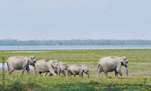 Elephant herd in Kaziranga National Park  Assam  India