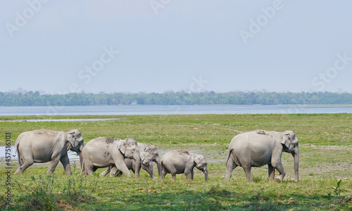 Photography Elephant herd in Kaziranga National Park, Assam, India