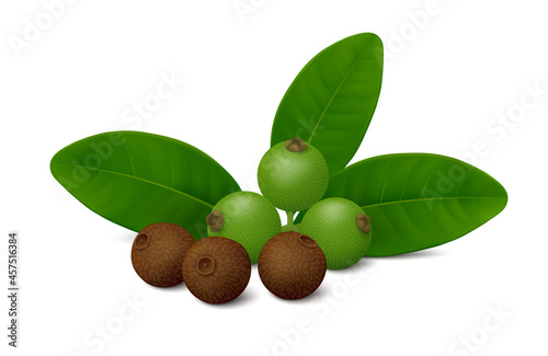 Murais de parede Allspice (Jamaica pepper or Pimenta dioica) unripe fruits, green leaves and brown dried berries isolated on white background