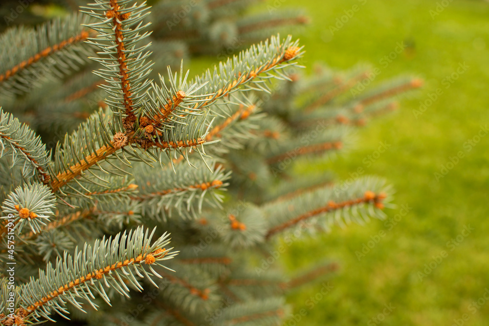 Christmas winter blurred background. Beautiful green fir tree branches close up. Christmas and winter concept. Christmas winter blurred background. Beautiful green fir tree branches close up. Christmas and winter concept.