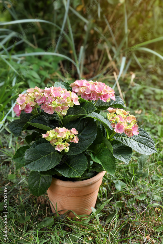 Beautiful blooming hortensia plant in pot outdoors
