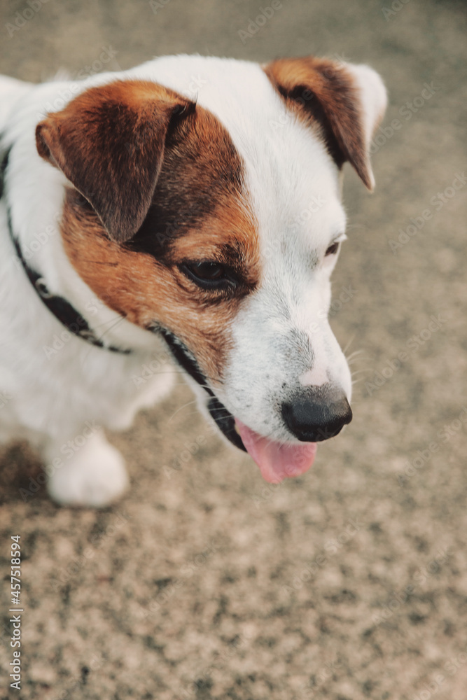 Portrait of Small Jack Russell terrier on dog playground
