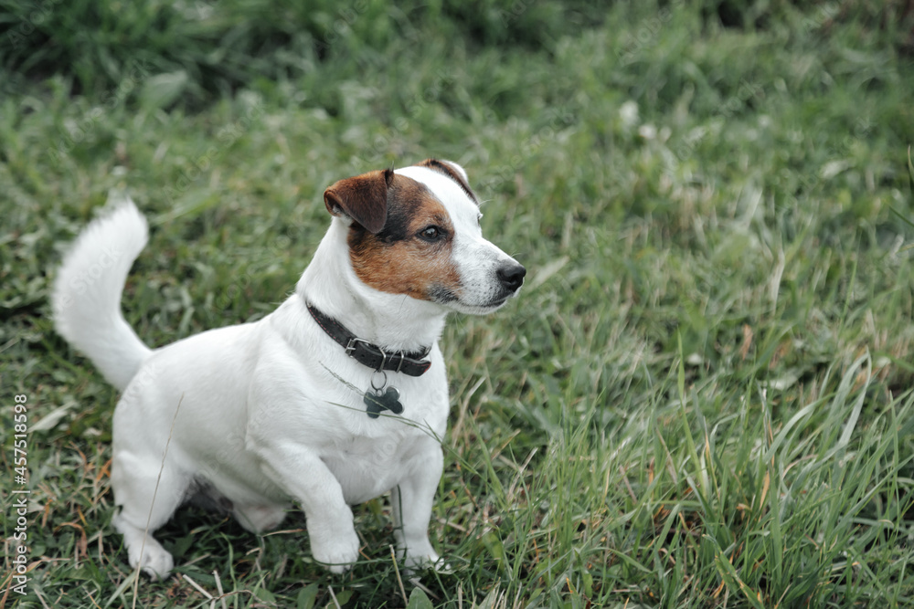 Portrait of Small Jack Russell terrier on green grass in natural park