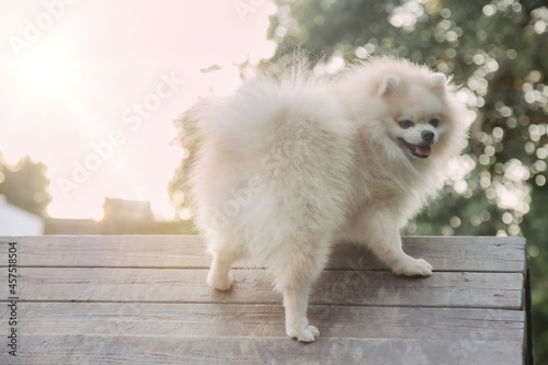 Portrait of fluffy puppy of Small German Pomeranian on dog playground
