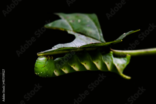 A green Caterpillar eating a leaf photo