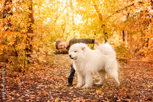 Happy children play with big white samoyed dog in the autumn forest. Brother and sister hug a dog in the park against a background of yellow leaves. Family walk in the autumn forest.