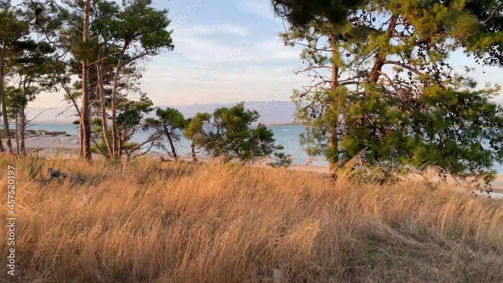 Sunset grass waving on evening breeze with pine trees and sea in the backdrop Sunset grass waving on evening breeze with pine trees and sea in the backdrop