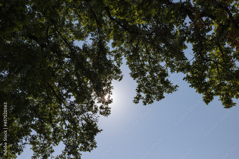 Fototapeta premium Oak leaves with sunshine