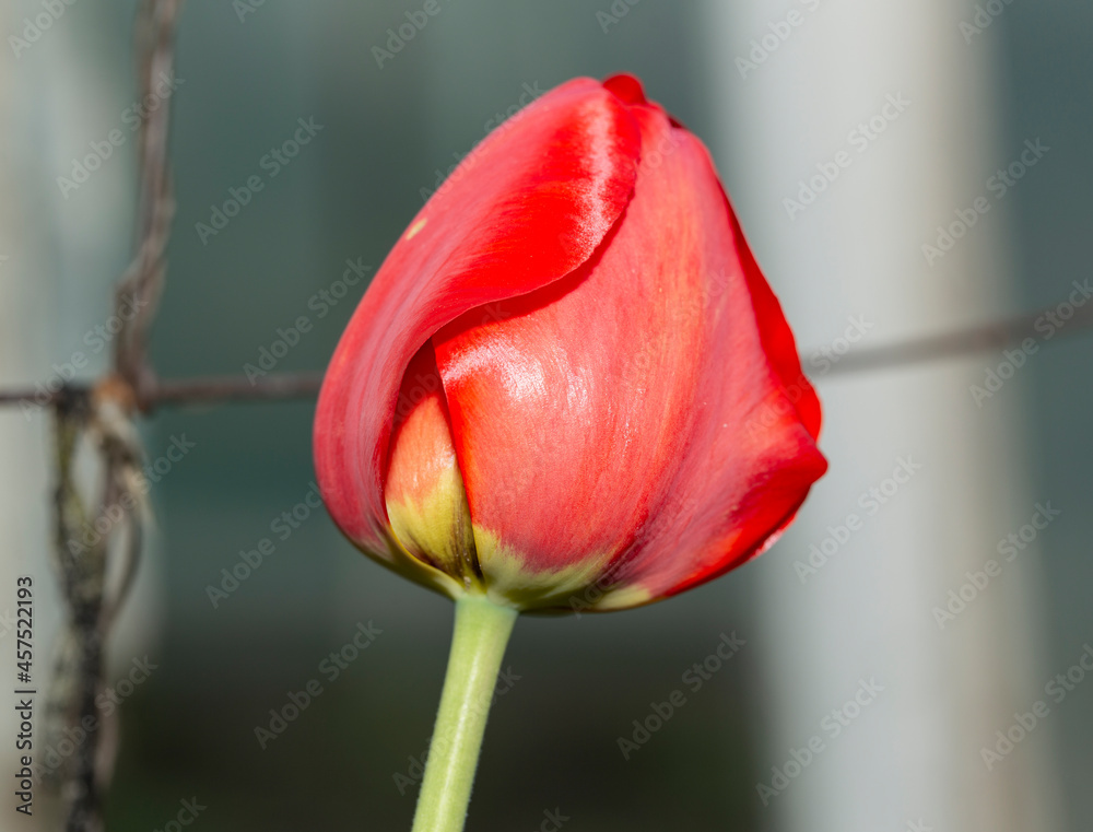 A flower bed with red tulips. Flowering of cultivated plants. A flower bed with red tulips. Flowering of cultivated plants.