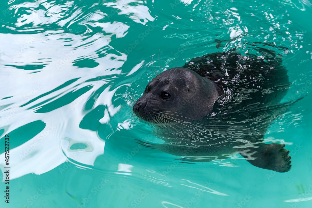 Fototapeta premium Lake Baikal seal
