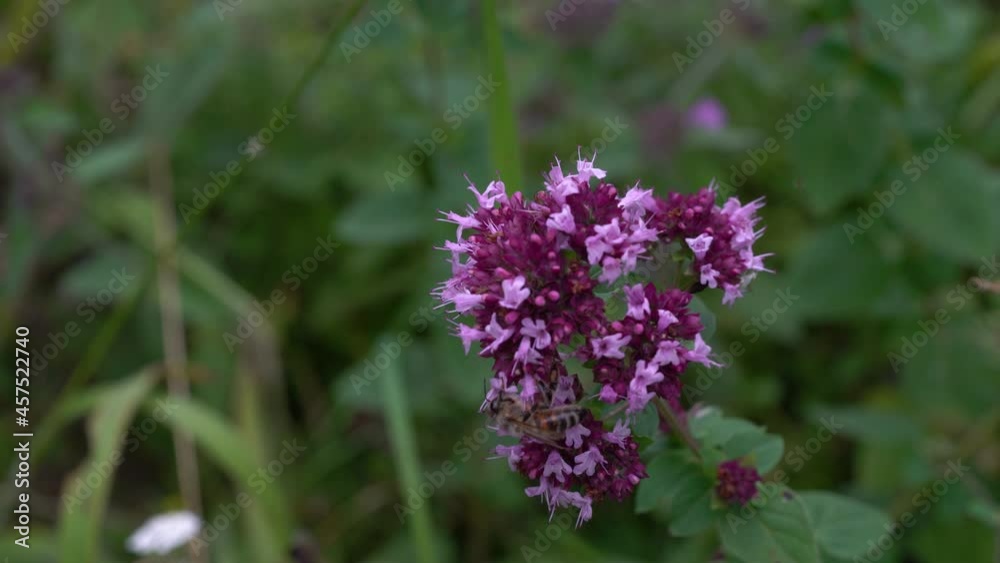 Oregano in slight breeze (Origanum vulgare) - (4K) Oregano in slight breeze (Origanum vulgare) - (4K)
