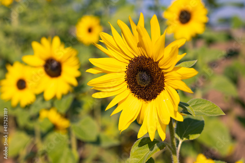 Sunflowers © Melanie