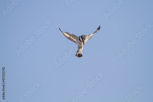 Pied Kingfisher  Ceryle rudis  flaps its wings in the air