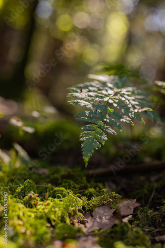Autumn forest with moss