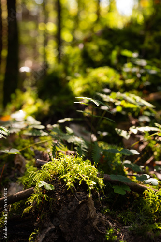 Autumn forest with moss