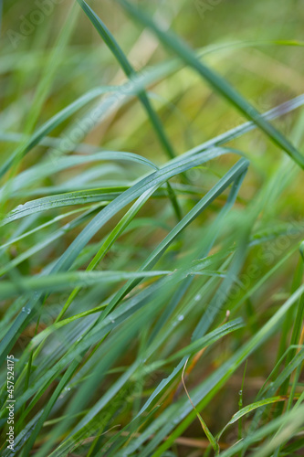 Grass