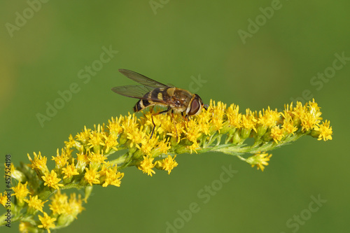 Female hoverfly, Syrphus torvus, family hoverflies (Syrphidae) on flowers of Canadian goldenrod (Solidago Canadensis). Netherlands, summer, September. © Thijs de Graaf