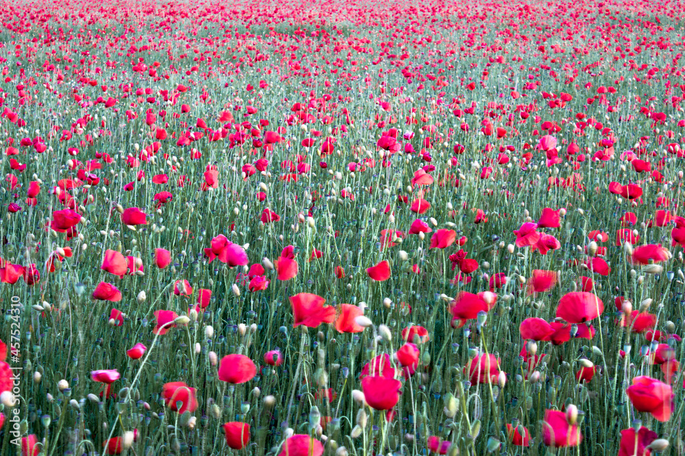 Field of poppies in the rays of the setting sun
