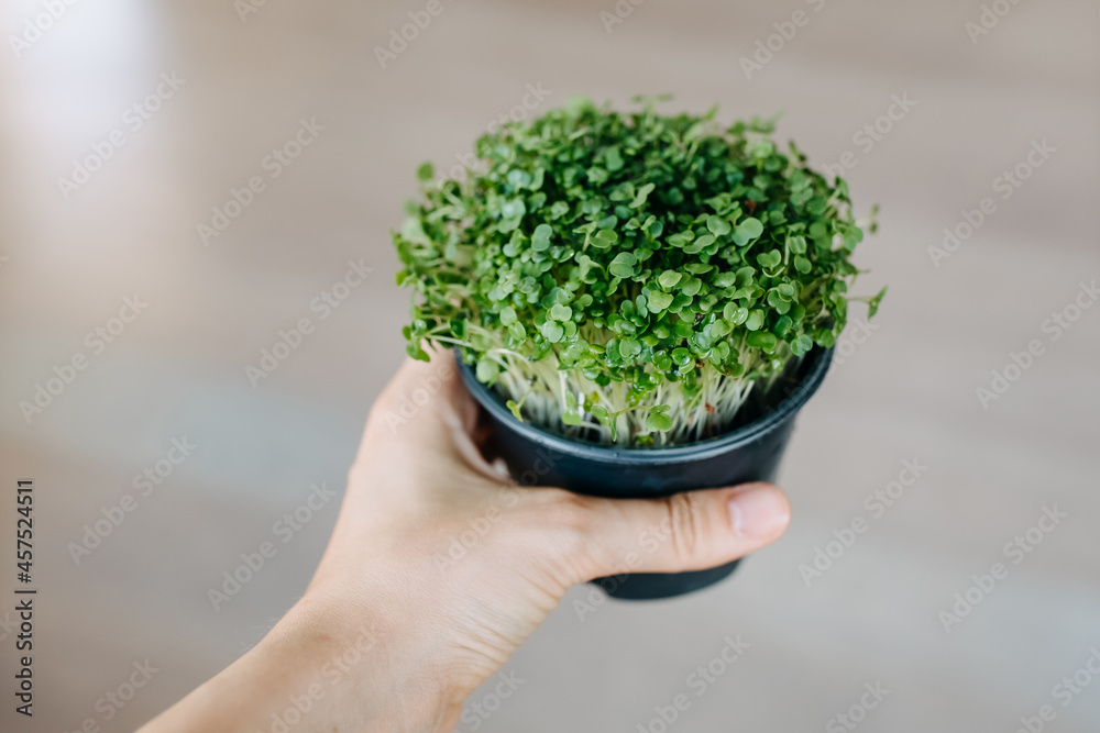 Human hand holding a pot with microgreens.