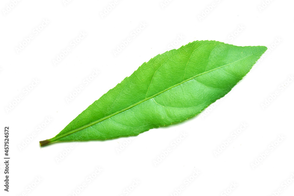 Obraz premium green leaf isolated on white