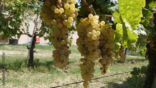 Verdicchio dei Castelli di Jesi