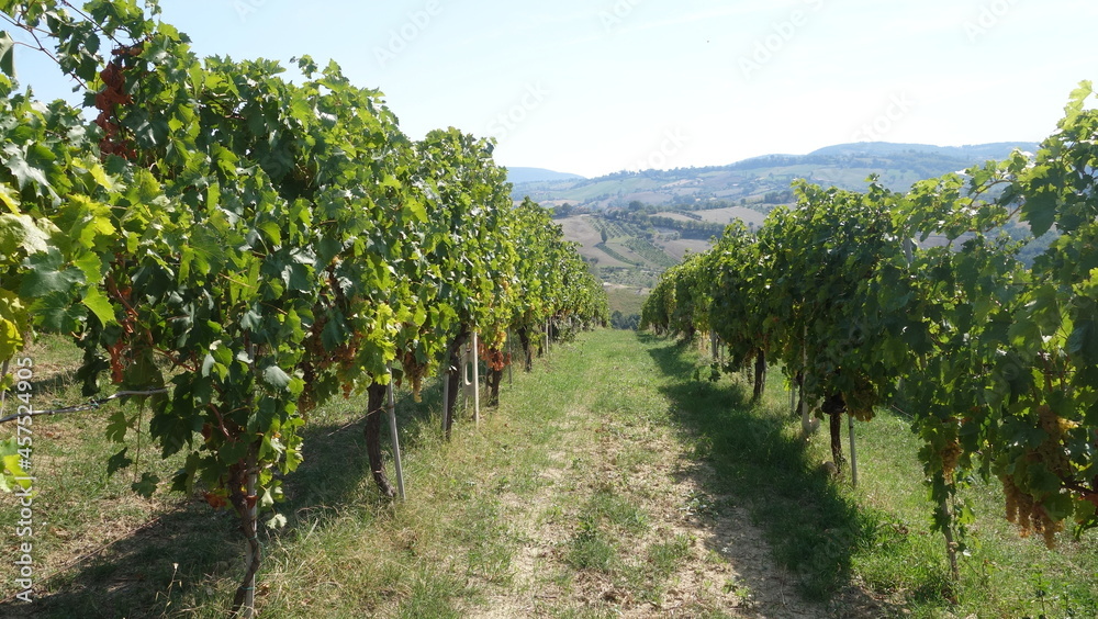 Naklejka premium Vigne