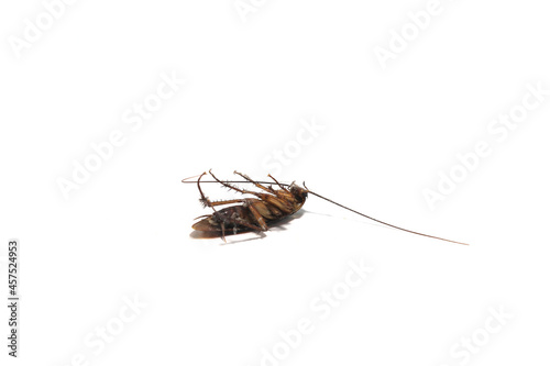 Cockroaches are disgusting and omnivorous creatures, a primitive animal that many fear is a source of germs, preferring to live in damp places- with on white background © rong14