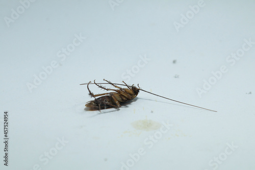 Cockroaches are disgusting and omnivorous creatures, a primitive animal that many fear is a source of germs, preferring to live in damp places- with on white background
