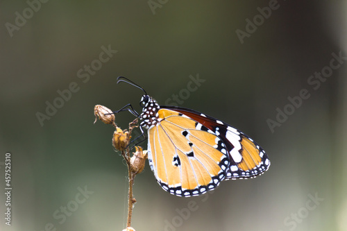  Close up of Plain Tiger (Danaus chrysippus) butterflies resting on the flower plants with a nice soft green blurry background. 