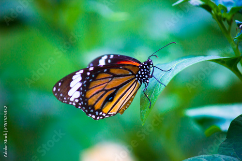  Monarch Butterfly - A monarch butterfly feeding on flowers in a Summer garden.  © Robbie Ross