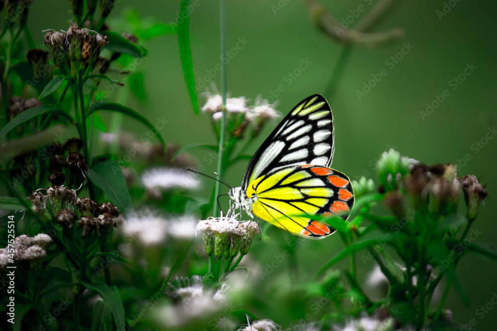 Jezebel Butterfly or (Delias eucharis) resting on the Royal Poinciana flower plant in a soft green background
Jezebel Butterfly or (Delias eucharis) resting on the Royal Poinciana flower plant in a soft green background