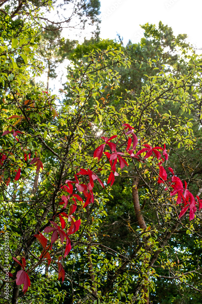 Fototapeta premium Deciduous trees in autumn colors of green and red