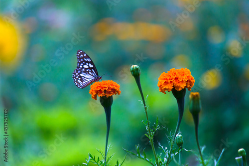 Blue spotted milkweed butterfly or danainae or milkweed butterfly feeding on the Marigold flower plants during springtime  © Robbie Ross