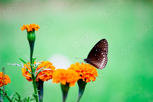 Euploea core, the common crow butterfly perched on the Marigold flower plant with a nice green background 