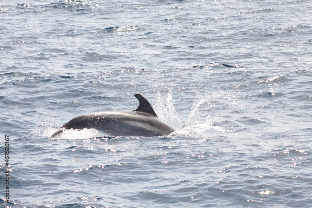 Fototapeta premium dolphin jumping out of water